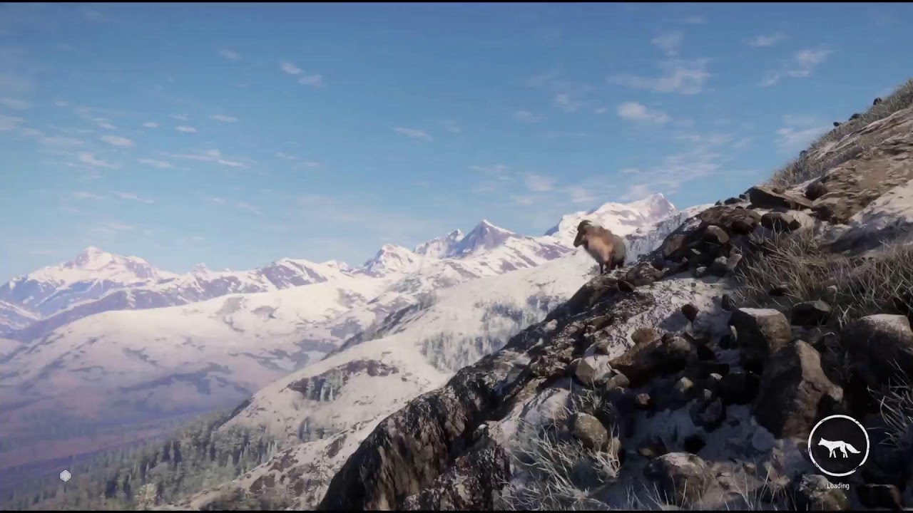 Cotw red deer