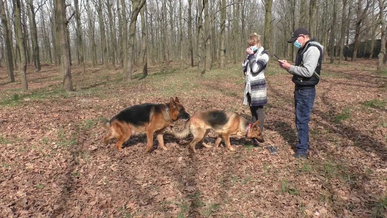 German shepherds Hamlet and Nicole. We are waiting for a new litter. Odessa.