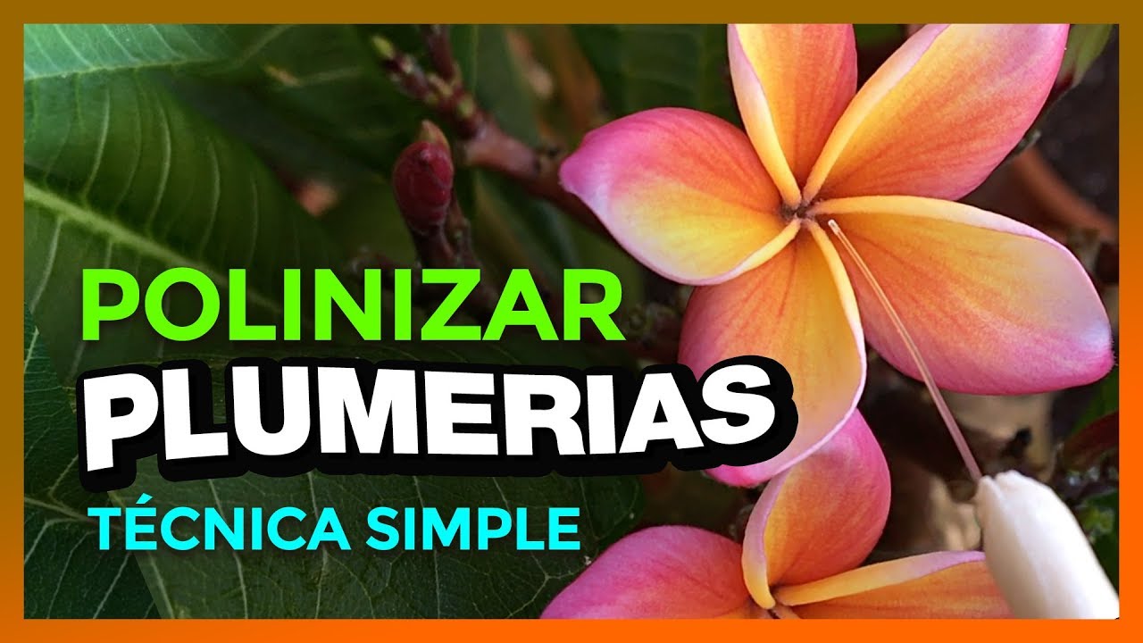 &iquest;C&Oacute;MO POLINIZAR PLUMERIAS? - T&eacute;cnica sencilla V1 🌱#plumerimax