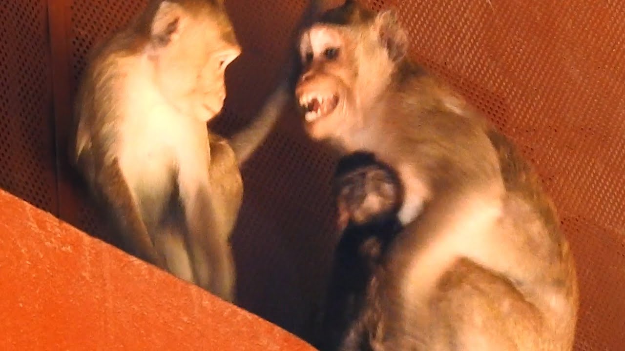 when higher rank baby comes to asks Jazzy for a milk, and Jazzy cried she hasn't enough for Jiva too