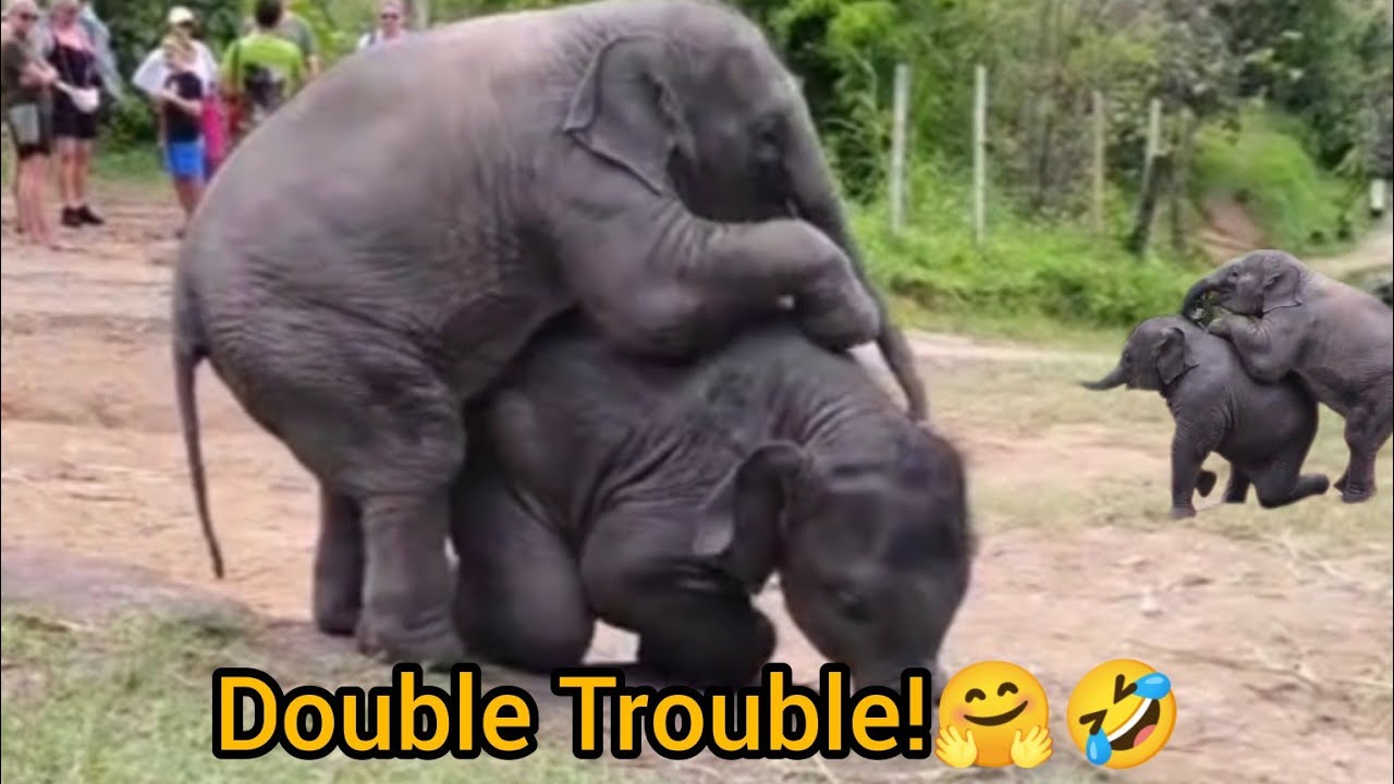  Adorable Baby Elephants Playing & Snuggling 🐘💞 | Cutest Animal Moments Ever!