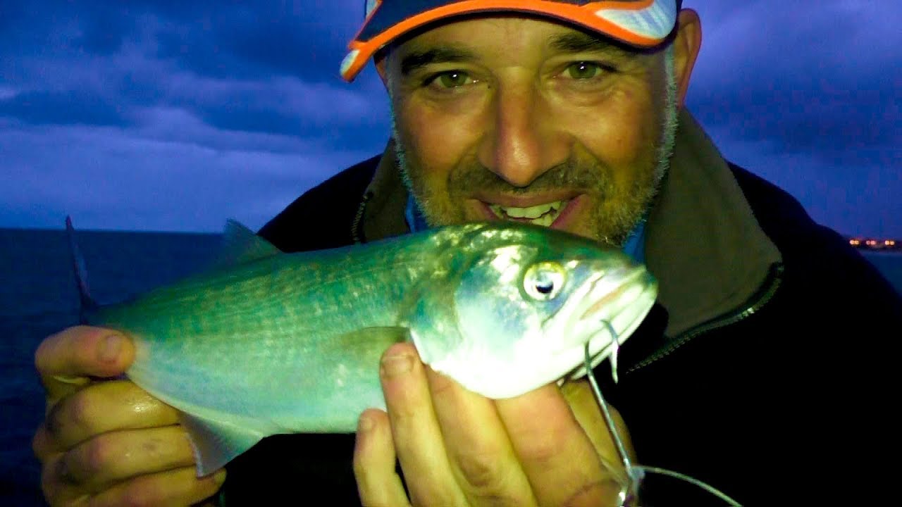 Catching TAILOR off the Rocks, REALY ROCKS
