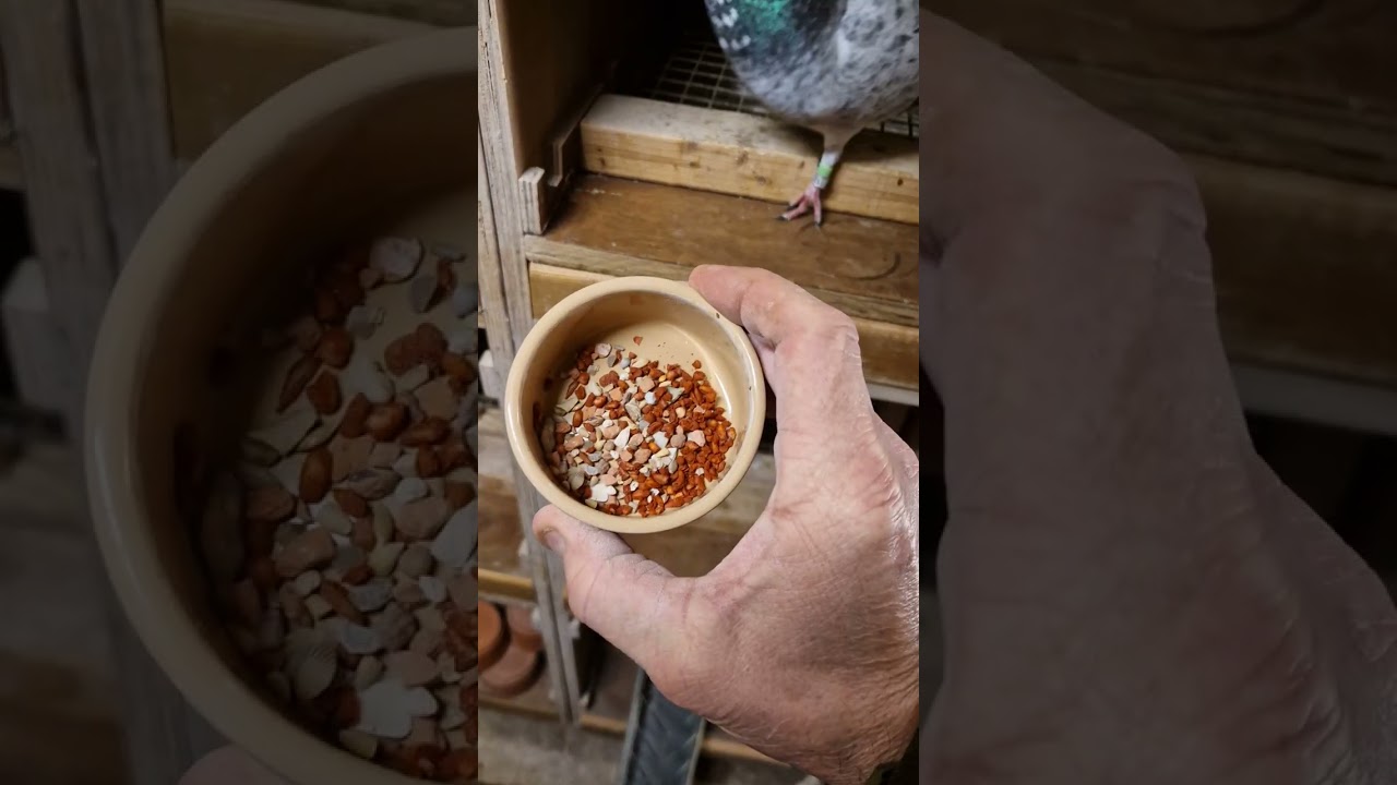 Breaking the birds down  for flying#flying #Tippler #pigeons 