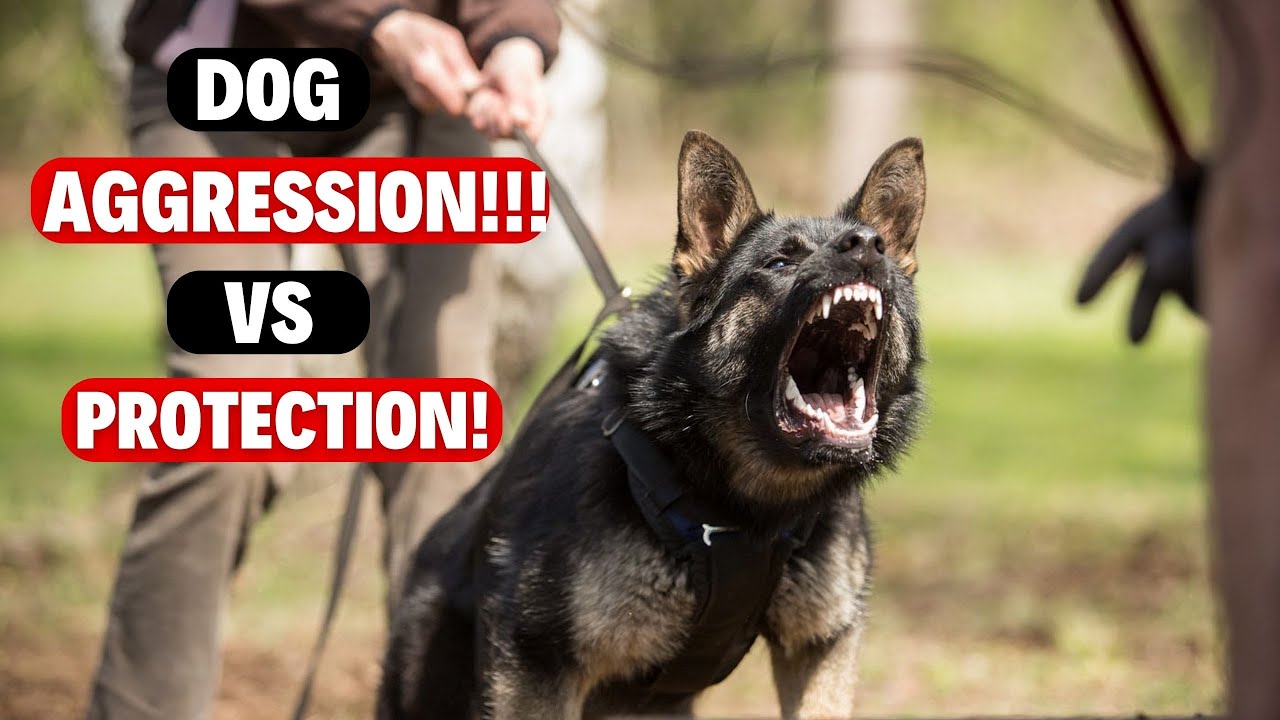 Dog AGGRESSION vs PROTECTION (Controlling Dog Aggression)