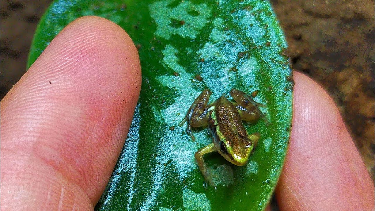 Salen las primeras crias de la rana epipedobates tricolor.