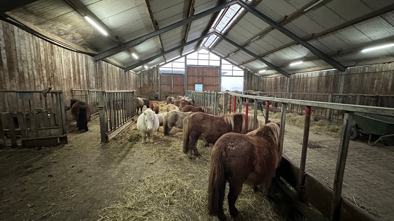 Neue Ponys gekauft -  jetzt zeig ich euch ALLE Ponys;-)
