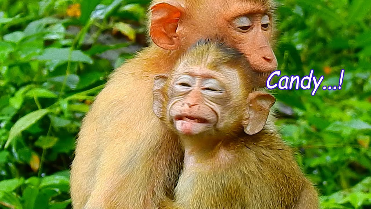 How Pity To Baby Candy After Fall Down From Tree
