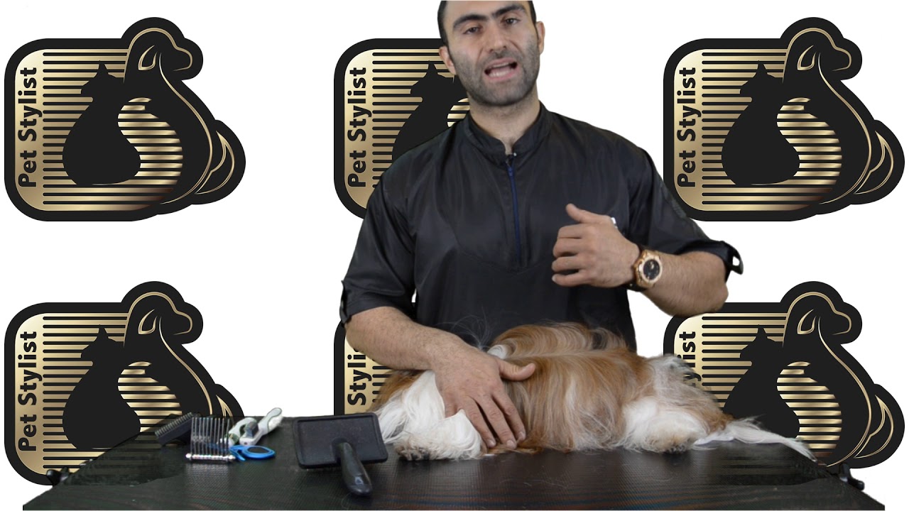 آموزش برس کشیدن و شانه زدن در سگ‌و گربه