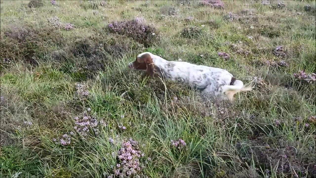 Setter Cleopatra del Pisueña en su primer entrenamiento con codorniz (Burgos).