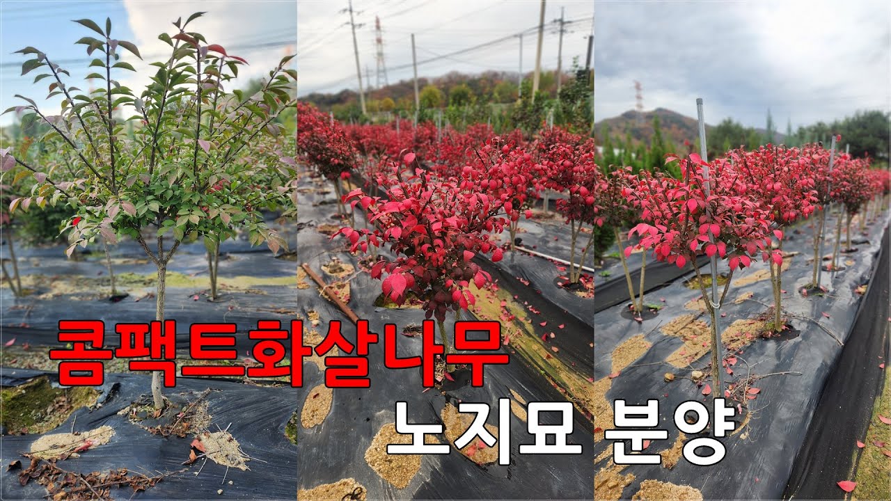 상담문의 : 010-3602-4106, [콤팩트화살나무 노지묘 분양] #콤팩트화살나무 #조경수 #노지묘 #울타리목 #정원수