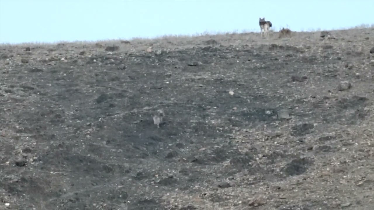 Himalayan Wolfpack Encounter!