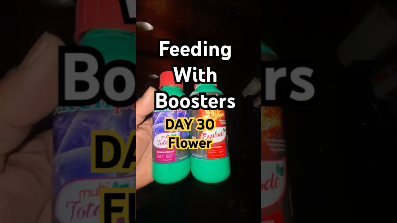 I use 4-18-38 Masterblend and DutchPro Total Multi-nutrient & Explode Bud Booster! See the results!