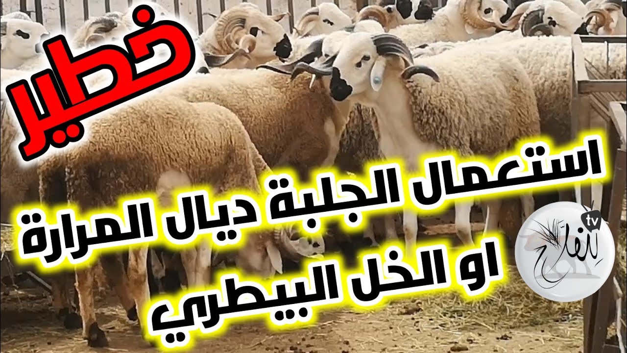 أخطاء في إستعمال الجلبة ديال المرارة او الخل البيطري