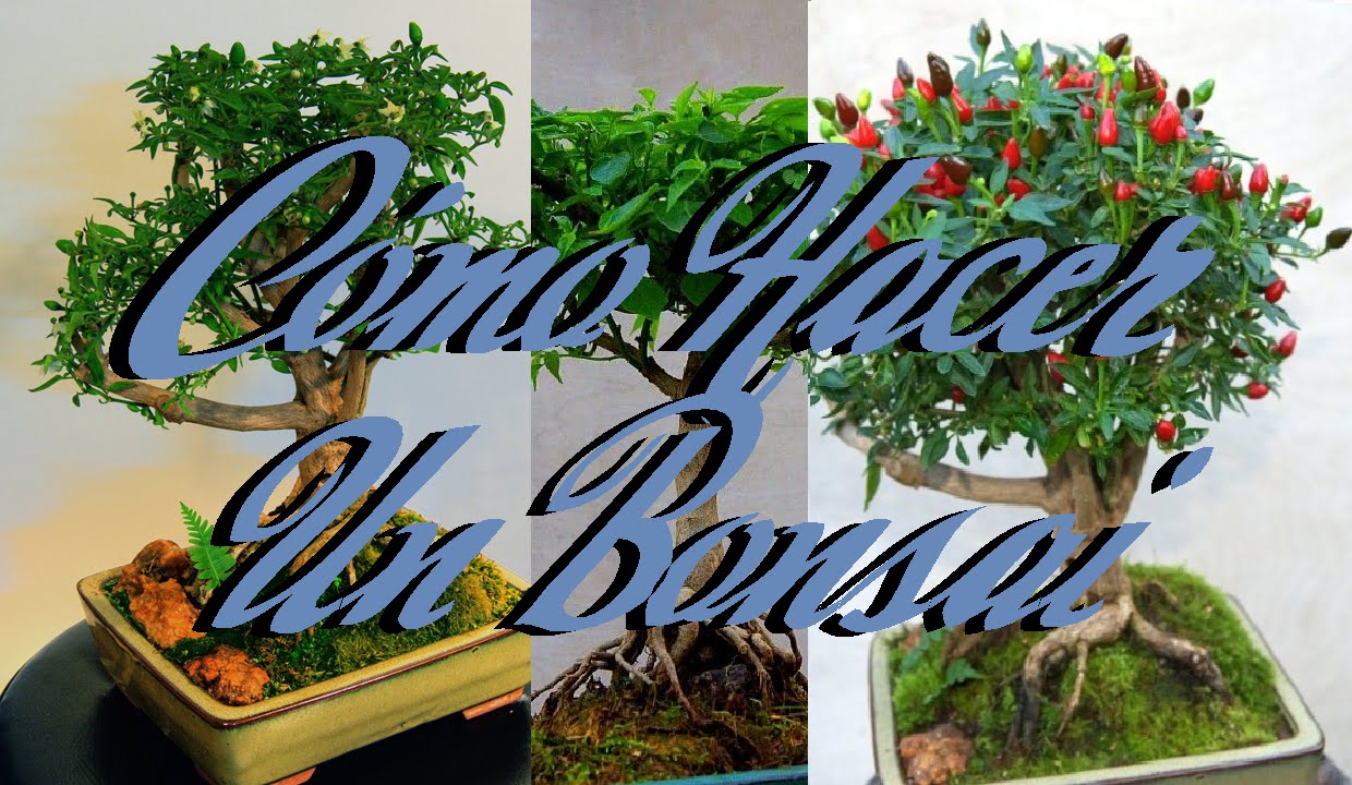 Cómo Hacer un Bonsai bien explicado (Bonchi) | Huerto Urbano Villarreal
