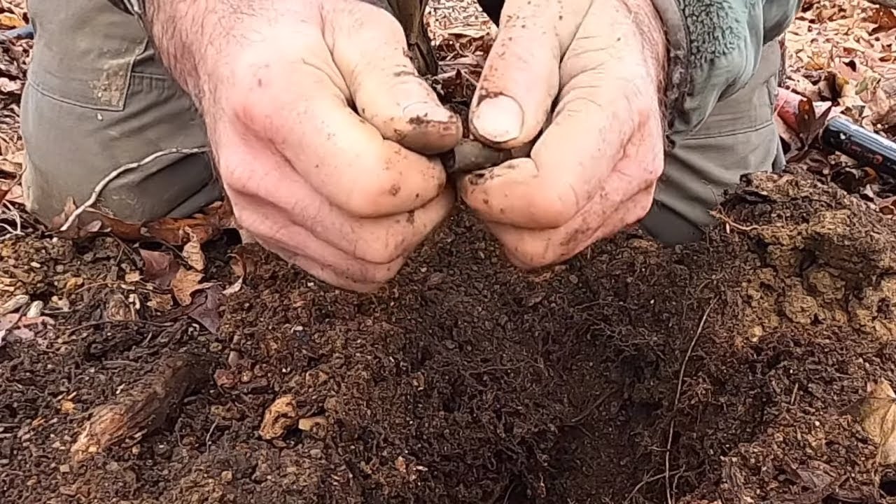 Searching The The Duff Of An Old Logged Over Area