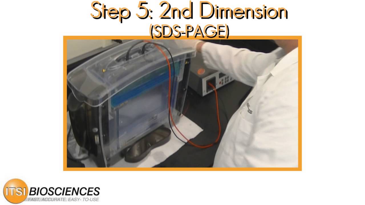 ITSI Biosciences 2D DIGE Steps