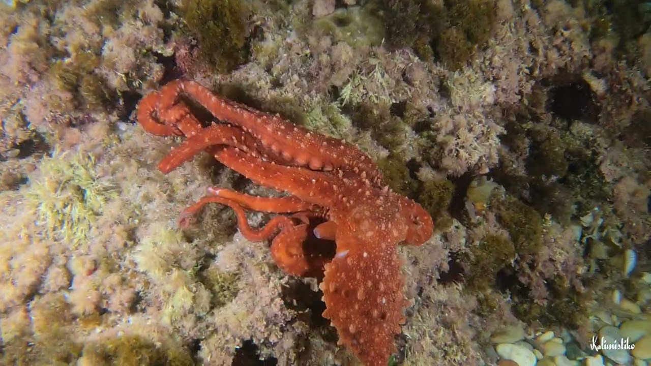 Buceo Nocturno en la Playa del 