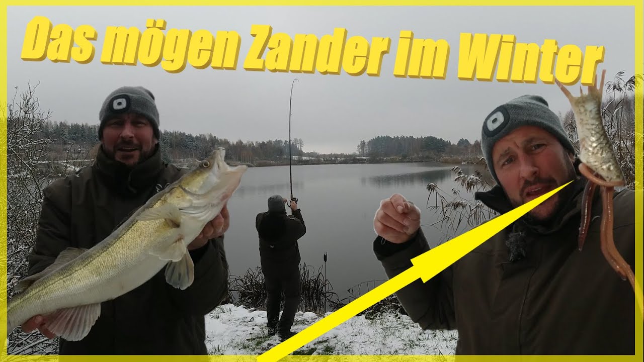 Zander und Hecht-angeln mit Köderfisch im Winter bei Schnee / Deadbaiting im Winter