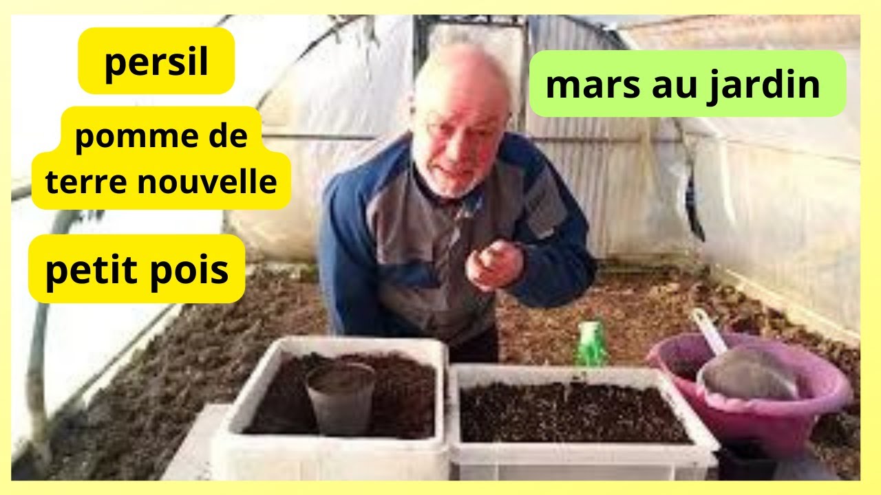 Mars au jardin :  pérsil   pommes de terre nouvelles ,   petit pois    radis