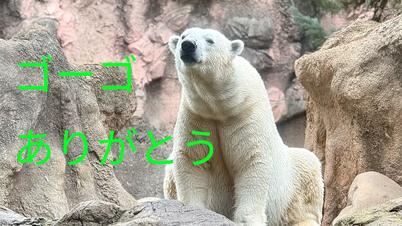 ありがとうゴーゴ【よこはま動物園ズーラシア】