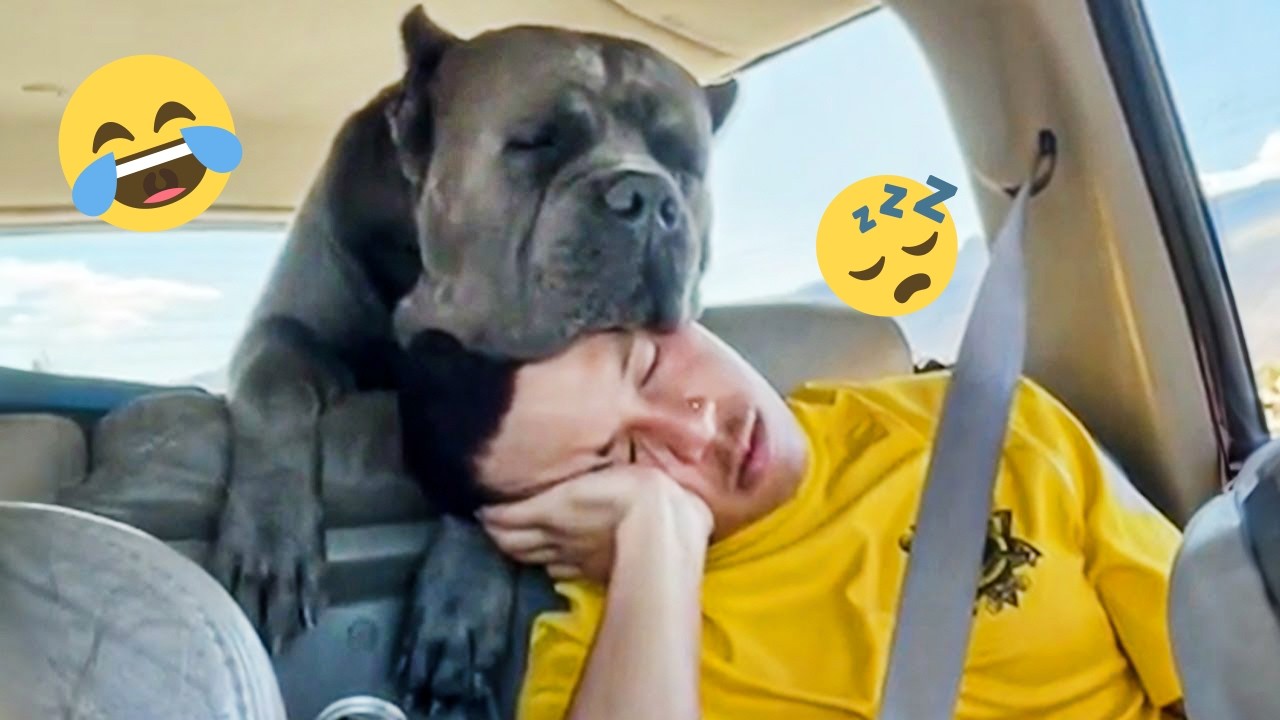 Над этими собаками невозможно перестать смеяться 🤣 Самые смешные собаки на видео 2026 года #69