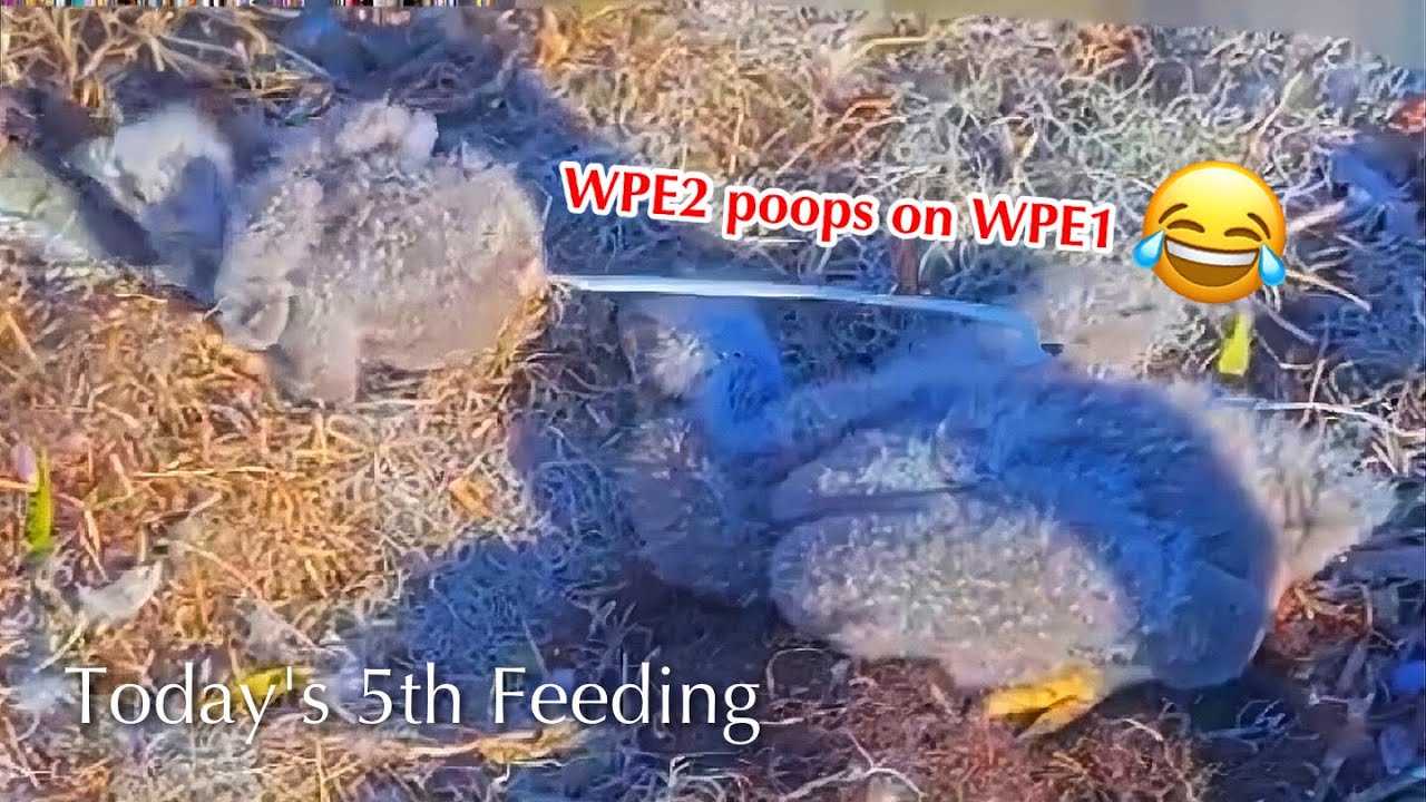 #141🦅🐥23°🐥18°／Winter Park Eagle Nest 2026／Against All Odds:One-Eyed Mom／by Winter Park Eagle Cam