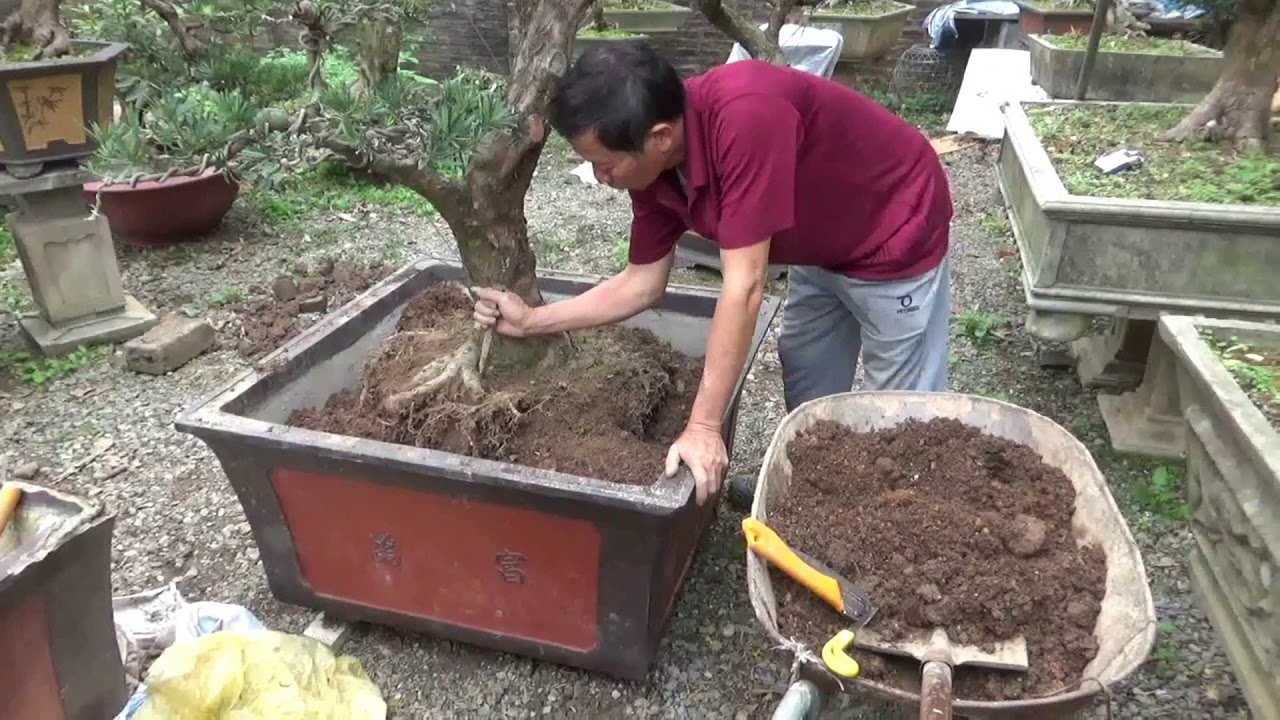 THAY ĐẤT CHO CÂY TÙNG LA HÁN
