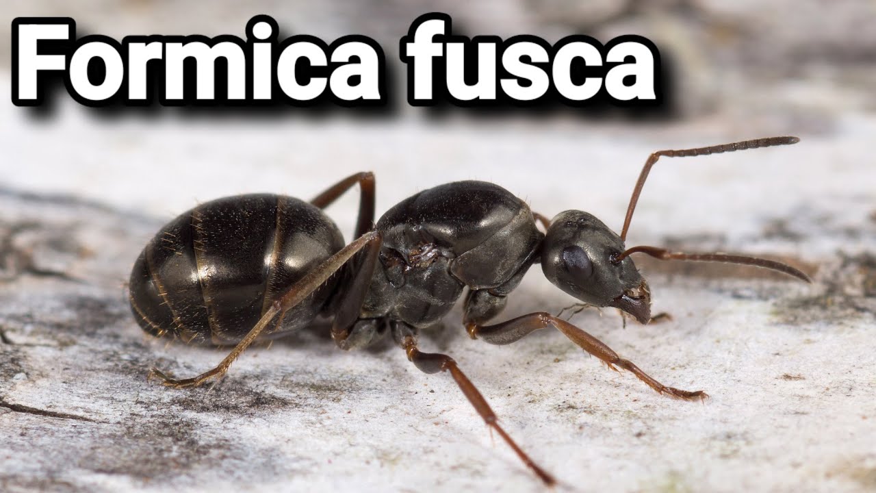 Обзор муравьёв Formica fusca.