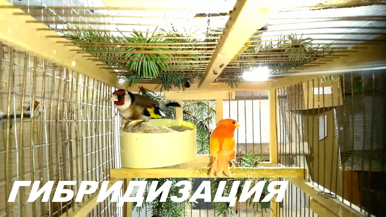 ЩЕГОЛ+КАНАРЕЙКА=ДАЛИ НЕОБЫКНОВЕННОЕ ЯЙЦО///ЧТО ЖДАТЬ ОТ ГИБРИДИЗАЦИИ