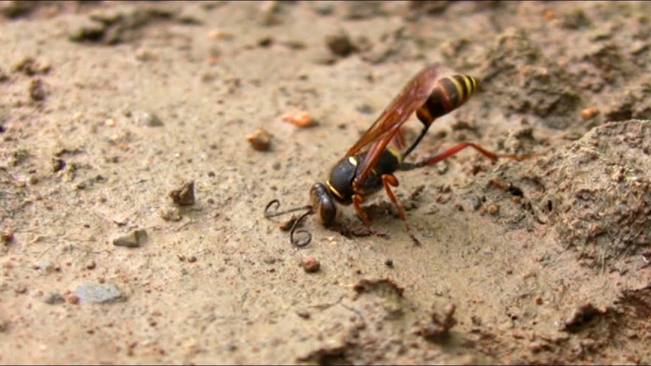 Asian mud-dauber wasp (Sceliphron curvatum)