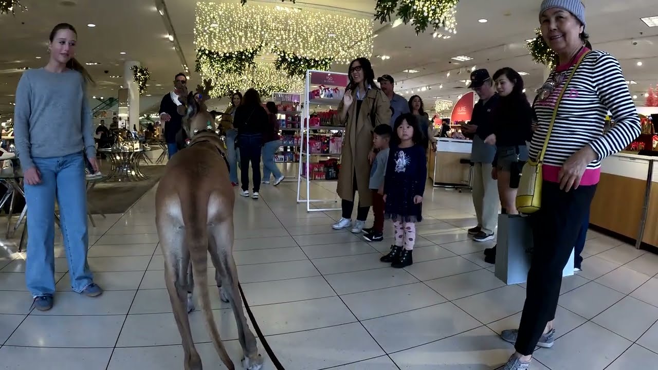 Cash 2.0 Great Dane-deer at The Grove 2024 (1 of 8)