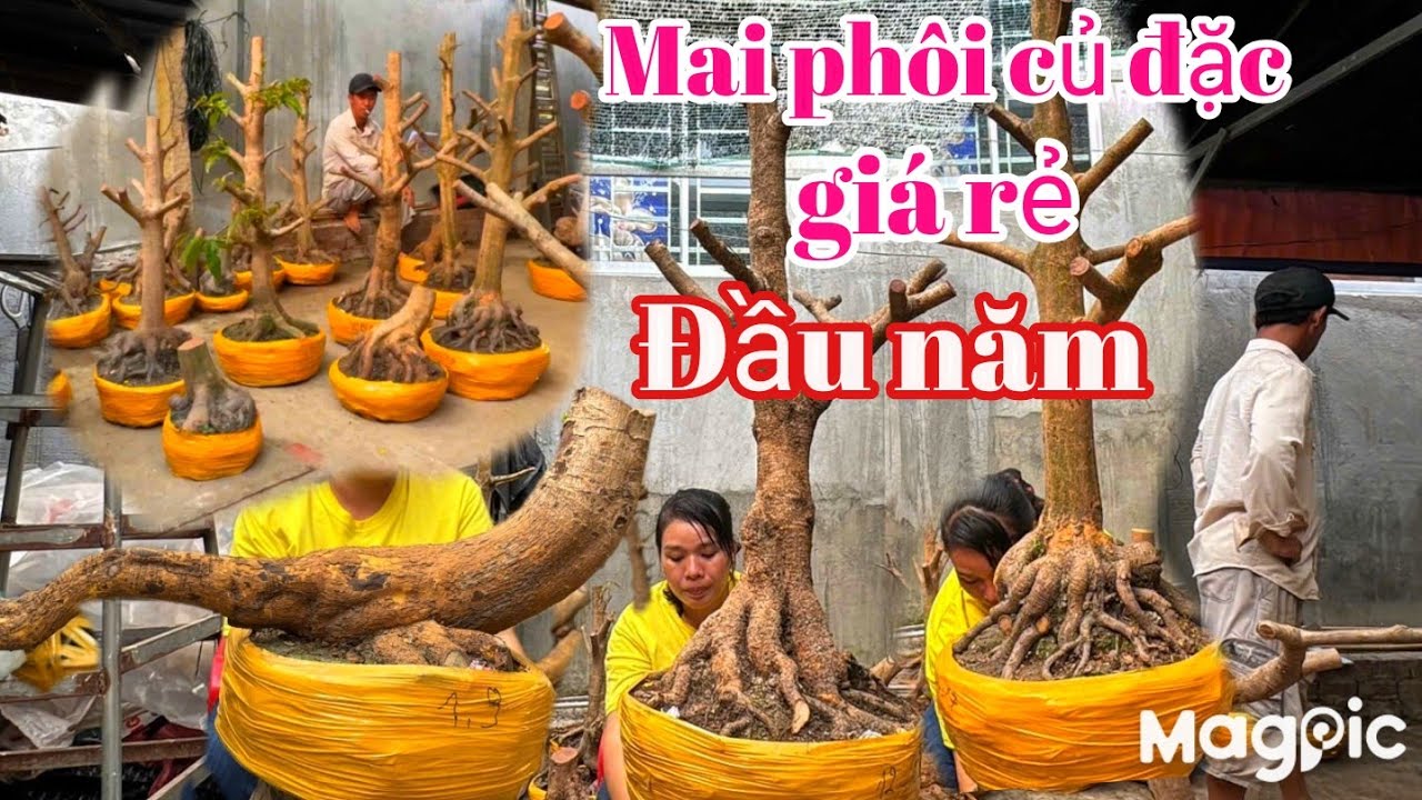 Phương Diệu Zalo 💥 0941313369 Gl mai phôi củ đặc bông dão ship toàn quốc đầu năm 2026.