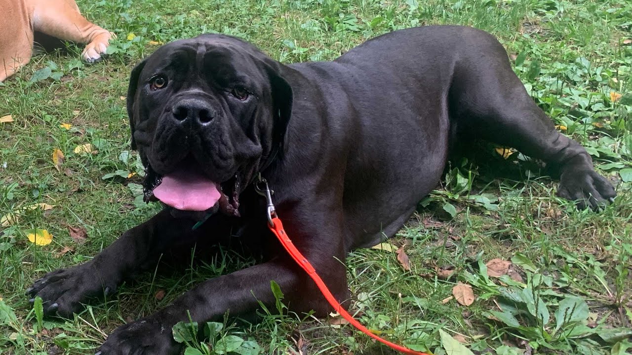 Daisy - 1 Year Old Boerboel Before/After Video