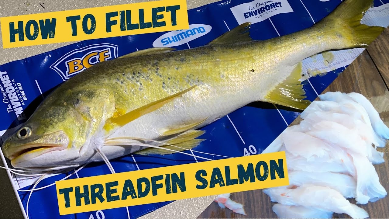HOW TO FILLET THREADFIN SALMON