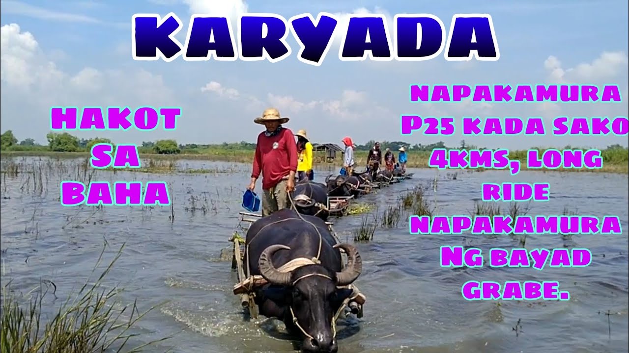 KARYADA NG PALAY LONG RIDE NAPAKAMURA NG BAYAD BUHAY BUKID JRTV