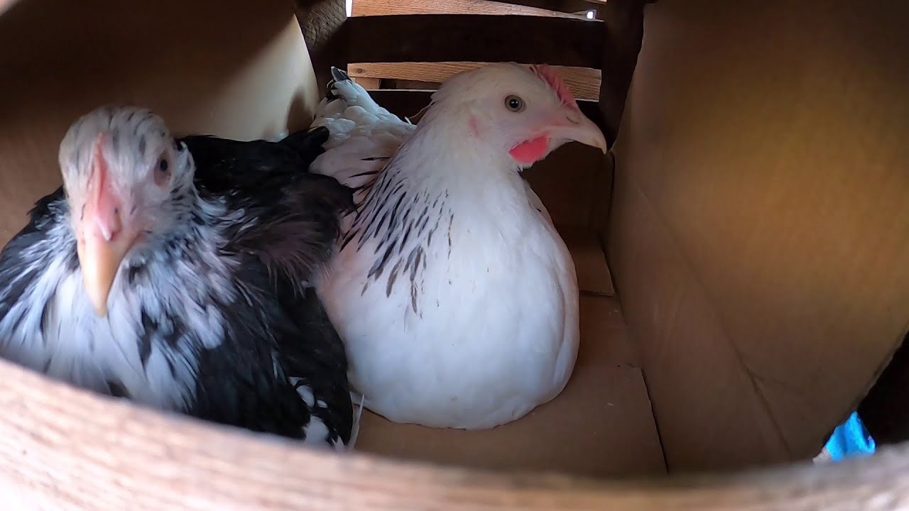 Powiększamy stado  🐣 🐤 🐥 ! Dziś przywiozłem nowe młode 🐔 🐓 kury 😀