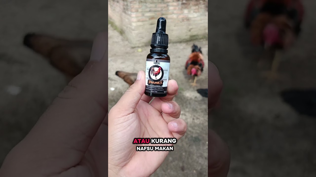 SNOMEX LINDUNGI AYAM DARI DATANGNYA SAKIT!!! 