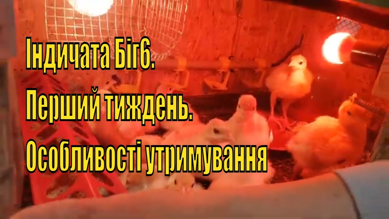 Индюки Биг6. Выращивание и разведение. 1-7-й дни.