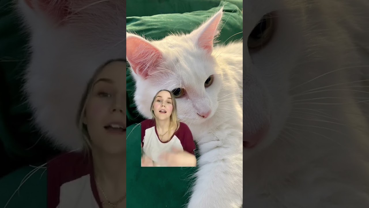 Vereinfacht erkl&auml;rt, um es anschaulich zu machen. #katzen #albinos #katzenvideos