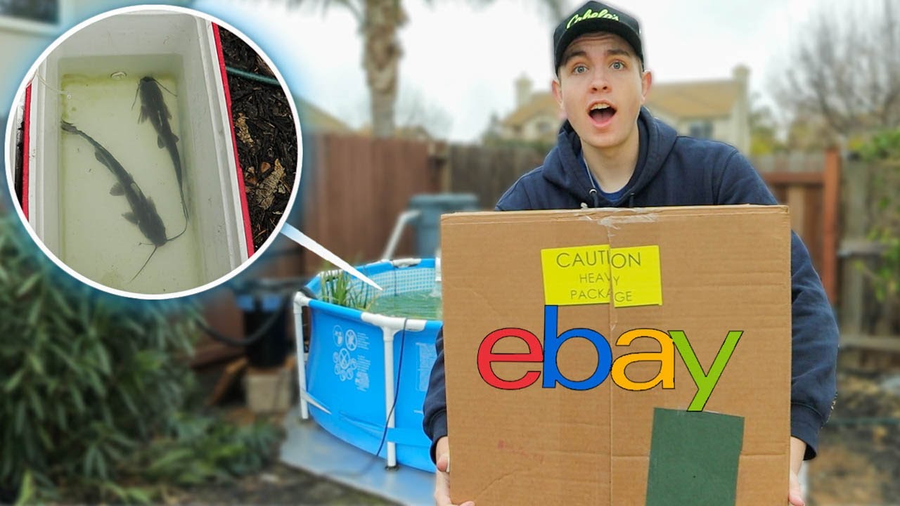 BUYING EXOTIC Catfish on Ebay! (FISH UNBOXING)