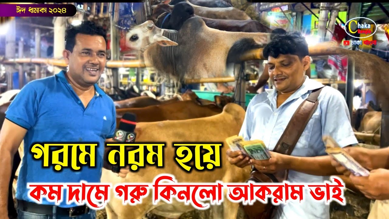 গরমে নরম করে বেপারীকে কম দামে গরু কিনলেন আকরাম ভাই! গাবতলী গরুর হাট 2024