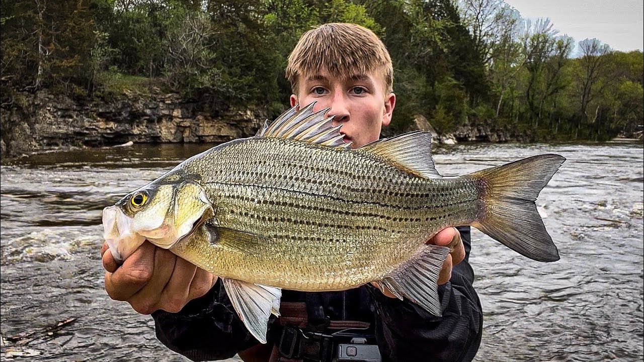 They were LOADED at this Flooding Spillway! White bass Fishing Minnesota