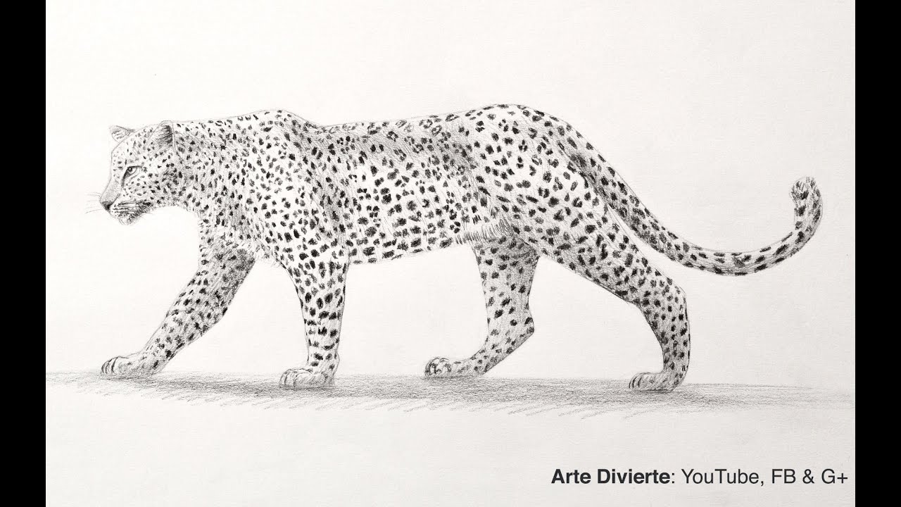 Cómo dibujar un leopardo de perfil a lápiz