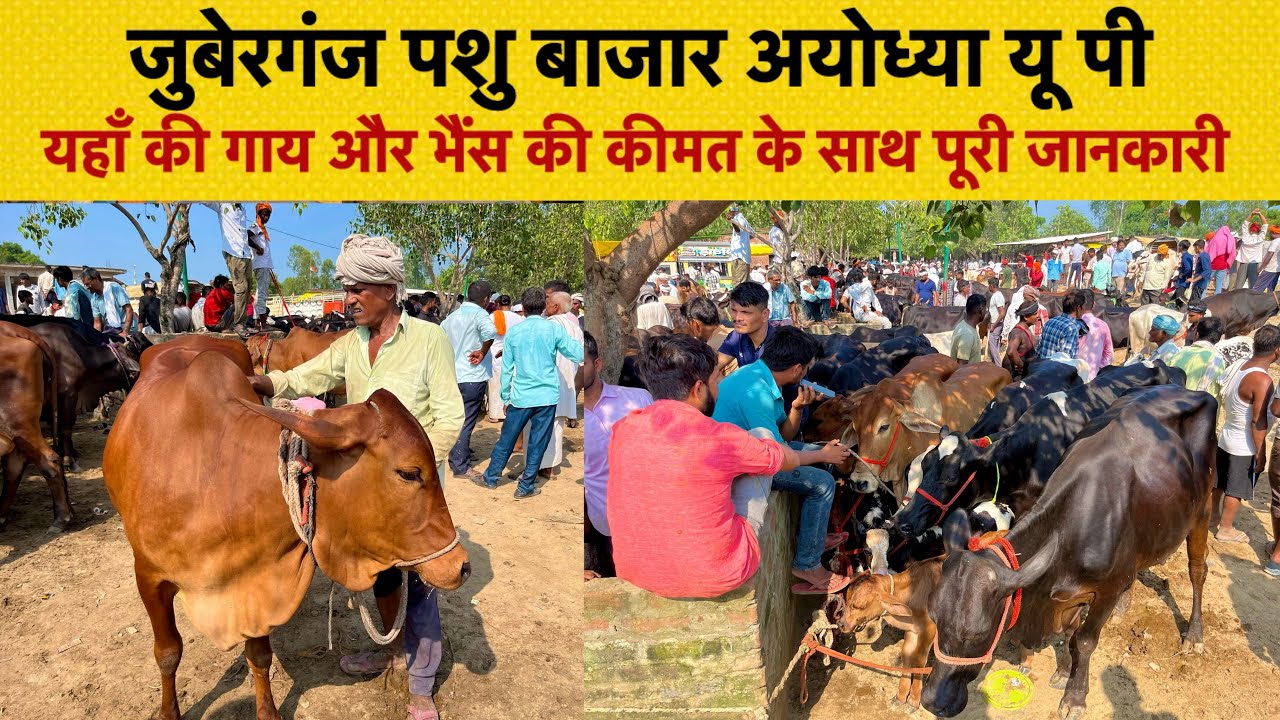 जुबेरगंज पशु बाजार की टॉप गायों की कीमत और पूरी जानकारी #murraha #cow #dairyfarm #baffalo #जुबेरगंज 