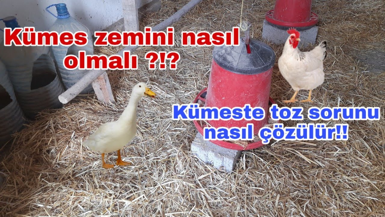Kümes zemini nasıl olmalı ?!? #saman #beton #ahşap #kümesaltlığı #kümestetozsorunu #kümestozunaçözüm