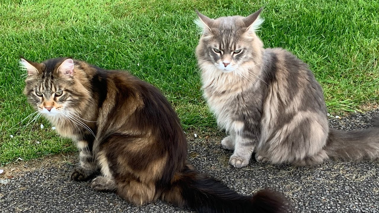 HUGE Maine Coon Cat Talking!