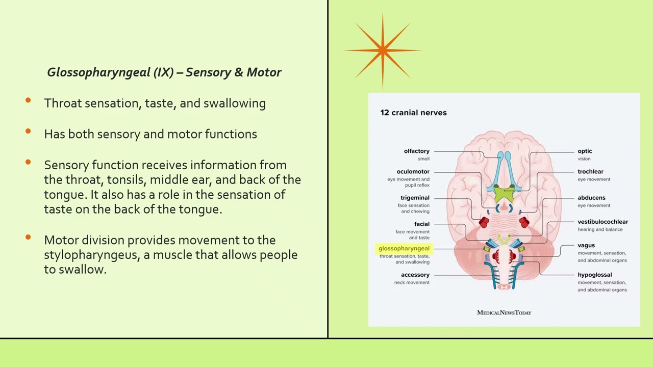 The 12 cranial nerves