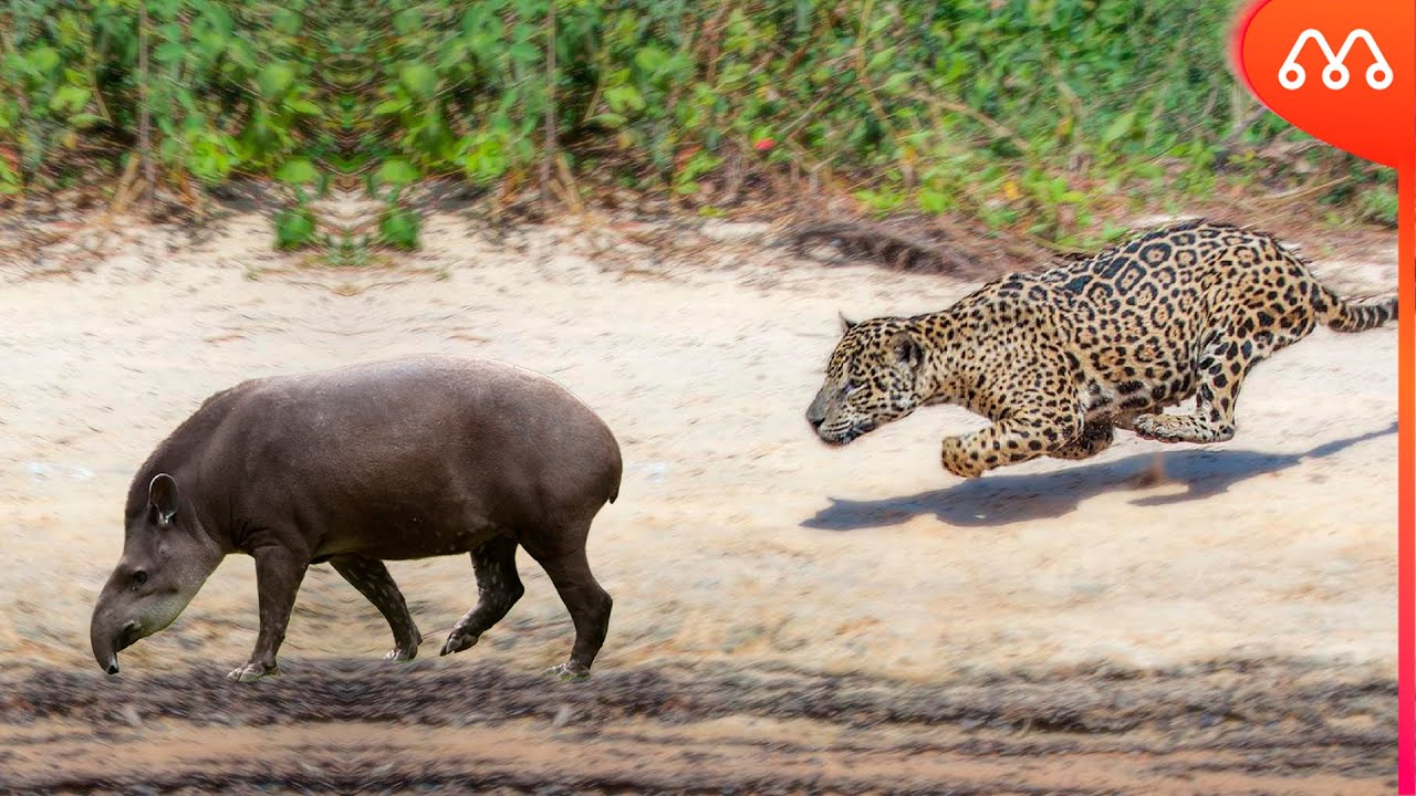 КОГДА ЯГУАР ВСТРЕЧАЕТСЯ С ХВОСТОМ