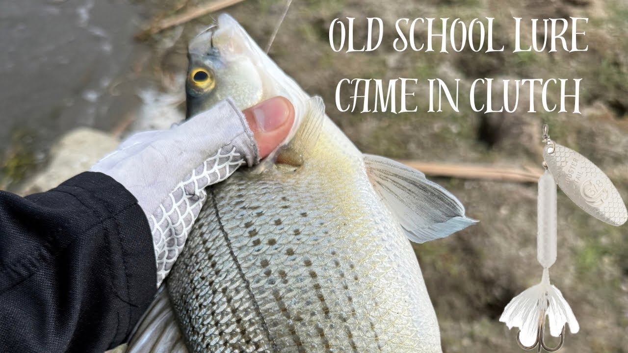 Old School Lure Catches All The White Bass and Something I’ve Never Caught Before at Devils Lake!