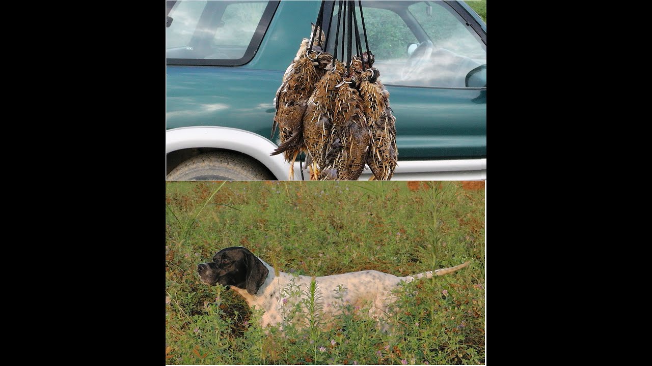 ΟΡΤΥΚΙ 2020 ΜΕ ΤΗΝ ΣΑΡΑ